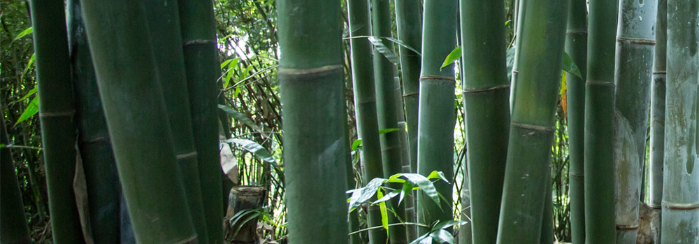 bamboo sustainability